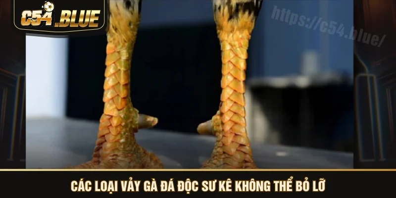 Các loại vảy gà đá độc sư kê không thể bỏ lỡ