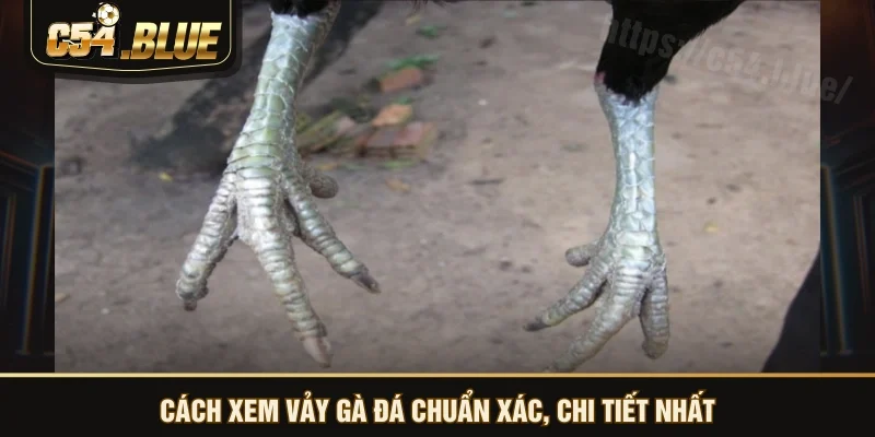 Cách xem vảy gà đá chuẩn xác, chi tiết nhất