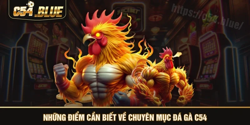 Những điểm cần biết về chuyên mục đá gà C54