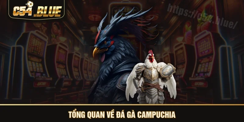 Tổng quan về đá gà Campuchia