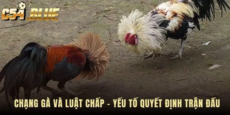 Tỷ lệ cân nặng gà đá quyết định luật chấp và kết quả