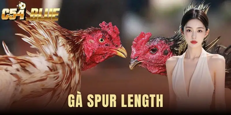 Gà Spur Length