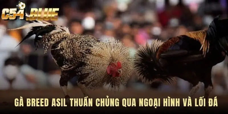 Phân Tích Breed Asil nhận diện qua ngoại hình và lối đá đặc trưng